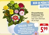 Chrysanthemen Flowerpops Trio bei E center im Walldorf Prospekt für 5,99 €