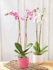 Orchidée Phalaenopsis en promo chez Super U Saint-Nazaire à 12,99 €