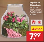 bepflanzte Glasschale Angebote bei Netto Marken-Discount Wolfsburg für 7,99 €