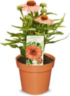 Sonnenhut Echinacea im Angebot bei Netto Marken-Discount in Kaiserslautern Sonnenhut Echinacea Angebote bei Netto Marken-Discount Kaiserslautern für 5,99 €
