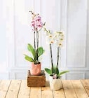Orchidée 2 Tiges en promo chez Super U Béziers à 11,99 €