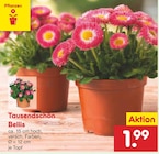 Netto Marken-Discount Crimmitschau Prospekt mit  im Angebot für 1,99 €
