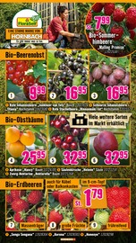 Aktueller Hornbach Prospekt mit Erdbeeren, "Ran ans PROJEKT. Es ist schon Pflanzzeit.", Seite 5