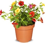 Zauberglöckchen im Angebot bei Netto Marken-Discount in Heinsberg Zauberglöckchen Angebote bei Netto Marken-Discount Heinsberg für 2,99 €