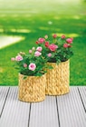 Aktuelle Blumentopf Angebote bei Netto mit dem Scottie in Berlin Aktuelles Weiden-Pflanzkorb Angebot bei Netto mit dem Scottie in Berlin ab 9,99 €