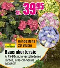 Bauernhortensie Angebote von FloraSelf bei Hornbach Ludwigshafen für 39,95 €
