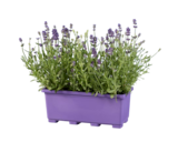 Jardinière lavande en promo chez Lidl Perpignan à 4,49 €