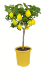 Zitrus-Stämmchen bei toom Baumarkt im Prospekt "" für 29,99 €