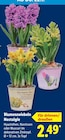 Blumenzwiebeln Nostalgie von  im aktuellen Lidl Prospekt für 2,49 €