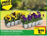 Hornveilchen oder Stiefmütterchen Angebote bei Hagebaumarkt Dorsten für 1,99 €