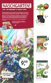 Aktueller ROSENGUT Langerwisch Prospekt mit Erdbeeren, "START IN DEN SOMMER!", Seite 8