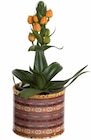 Ornithogalum en pot céramique en promo chez Lidl Metz à 5,99 €