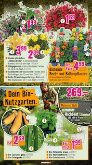 Geranien im Hornbach Prospekt "Du willst es. Dann bau es." mit 36 Seiten (Moers)