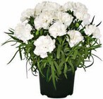 Edelnelke bei Hagebaumarkt im Dachau Prospekt für 1,99 €