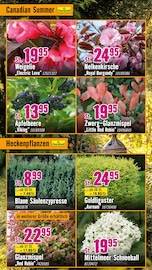 Spielekonsole im Hornbach Prospekt in Nürtingen Aktueller Hornbach Prospekt mit Spielekonsole, "Dir ist vieles Latte. Nur nicht Dein Garten.", Seite 15