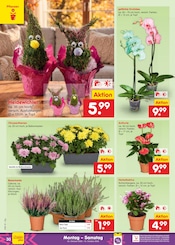Blumen im Netto Marken-Discount Prospekt in Gera Aktueller Netto Marken-Discount Prospekt mit Blumen, "Aktuelle Angebote", Seite 38