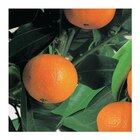 BOTANIC®-Clementinier Bio. Le pot de 6 litres - Botanic BOTANIC®-Clementinier Bio. Le pot de 6 litres à 73,99 € dans le catalogue Botanic