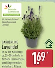Lavendel von Deutsche Gärtnerware für 1,69 € bei ALDI Nord im Angebot Lavendel von Deutsche Gärtnerware im aktuellen ALDI Nord Prospekt