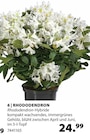 Aktuelles Rhododendron Angebot bei Dehner Garten-Center in Trier ab 24,99 €