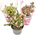 Pernettya Mix Topfmyrte Angebote bei REWE Bayreuth für 3,69 €