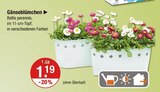 Gänseblümchen von Bellis perennis im aktuellen V-Markt Prospekt