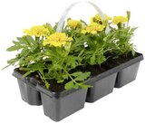 Aktuelles Tagetes Angebot bei REWE in Jena ab 3,99 €
