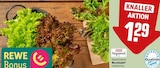 REWE Königsbrunn - Wurzelsalat Angebot im Prospekt Wurzelsalat bei REWE im Königsbrunn Prospekt für 1,29 €