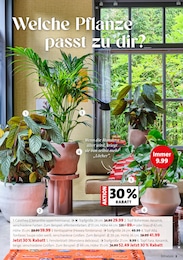 Kochtopf Angebot im aktuellen Blumen Ostmann Prospekt auf Seite 2