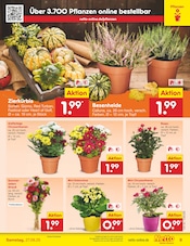 Aktueller Netto Marken-Discount Prospekt mit Blumen, "Aktuelle Angebote", Seite 9