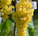 Tafeltraube Angebote von Kölles Beste bei Pflanzen Kölle Wiesbaden für 14,99 €