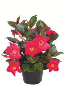 Colruyt Thuellin - Pot dipladenia Promo Pot dipladenia dans le catalogue Colruyt "Tout simplement l'essentiel" à Thuellin