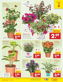 Blumen im aktuellen Netto Marken-Discount Prospekt (Osnabrück) Blumen im Netto Marken-Discount Prospekt "Aktuelle Angebote" mit 63 Seiten (Osnabrück)