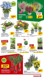 Aktueller toom Baumarkt Prospekt mit Hortensie, "Respekt, wer's selber macht.", Seite 3