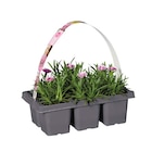 Aktuelle Blumen Angebote bei Lidl in Bottrop Aktuelles Dianthus, Pink Kisses Angebot bei Lidl in Bottrop ab 5,99 €
