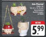 Deko-Pflanztopf Angebote bei EDEKA Chemnitz für 5,99 €