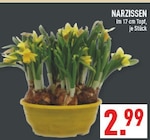 Aktuelles Narzissen Angebot bei Marktkauf in Köln ab 2,99 €