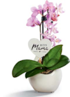 Aktuelles Orchidee Angebot bei Netto Marken-Discount in Hannover ab 7,99 €