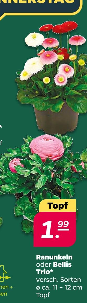 Ranunkeln oder Bellis Trio