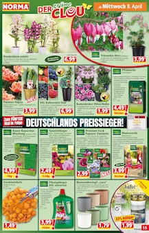 Zimmerpflanzen im Norma Prospekt "Mehr fürs Geld" mit 19 Seiten (Duisburg)