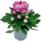Deko Blumen im Penny Prospekt Deko-Chrysantheme im aktuellen Penny Prospekt für 1,29 €