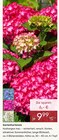 Aktuelles Gartenhortensie Angebot bei Pflanzen Kölle in Heilbronn ab 9,99 €