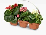 Beet und Balkon Mix im Angebot bei Netto Marken-Discount in Delmenhorst Beet und Balkon Mix Angebote bei Netto Marken-Discount Delmenhorst für 3,99 €