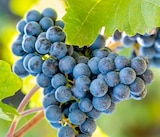 Thomas Philipps Osnabrück - Weinrebe Angebot im Prospekt Weinrebe bei Thomas Philipps im Osnabrück Prospekt für 6,99 €