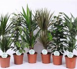 Mix plantes vertes, le pot de 12cm, hauteur 30cm en promo à 5,90 € chez Géant Casino Mix plantes vertes, le pot de 12cm, hauteur 30cm dans le catalogue Géant Casino