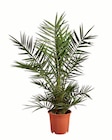 Aktuelle Palme Angebote bei Lidl in Dresden Aktuelles Winterharte Palme Angebot bei Lidl in Dresden ab 14,99 €