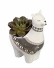 Pflanze in Alpacca-Keramik im Angebot bei Lidl in Heinsberg Pflanze in Alpacca-Keramik Angebote bei Lidl Heinsberg für 3,99 €