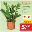 Grünpflanze im aktuellen Netto Marken-Discount Prospekt