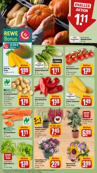 Paprika im REWE Prospekt "Dein Markt" mit 25 Seiten (Wiesbaden)