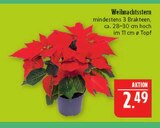 Aktuelle Pflanzen Angebote bei Marktkauf in Nürnberg Aktuelles Weihnachtsstern Angebot bei Marktkauf in Nürnberg ab 2,49 €