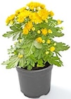 Chrysantheme „Patio Mum“ im Angebot bei Thomas Philipps in Osnabrück Chrysantheme „Patio Mum“ Angebote bei Thomas Philipps Osnabrück für 1,39 €